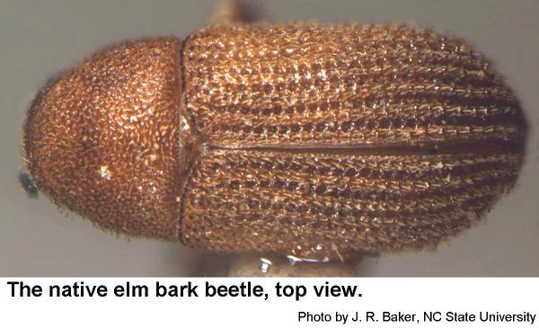 Native elm bark beetles are rough